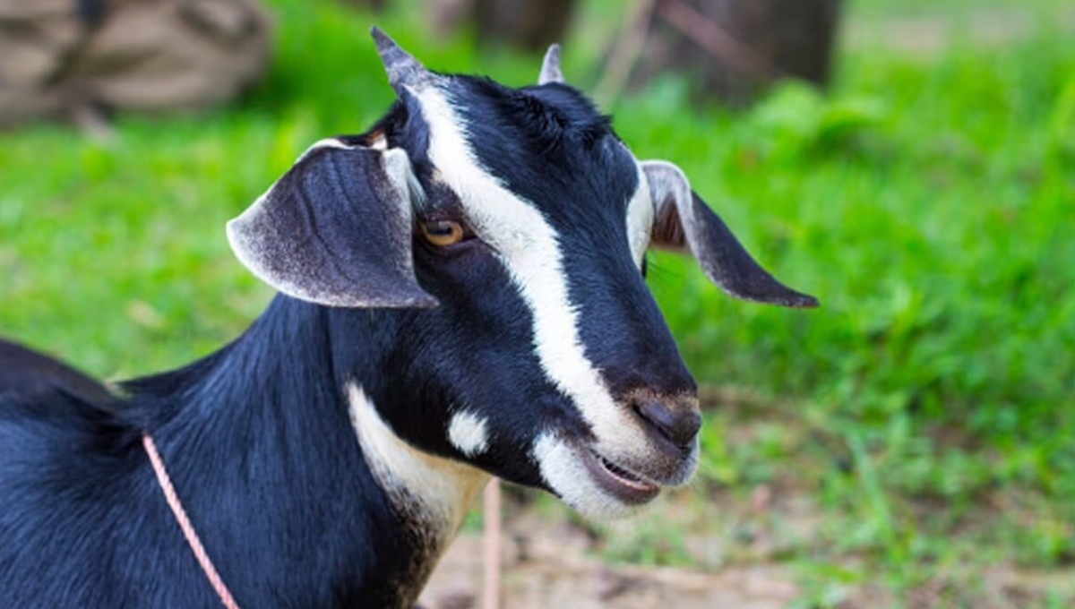 Bakri Palan Business Loan