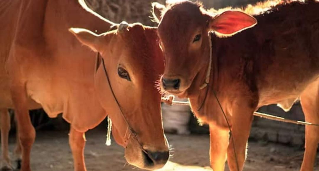 MP Pashupalak Yojana