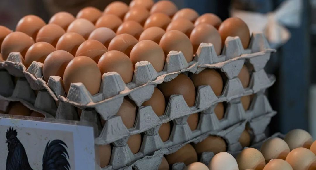 Egg Expiry Rule UP