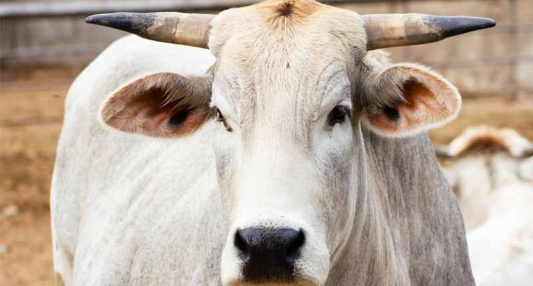 MP Pashupalak Yojana