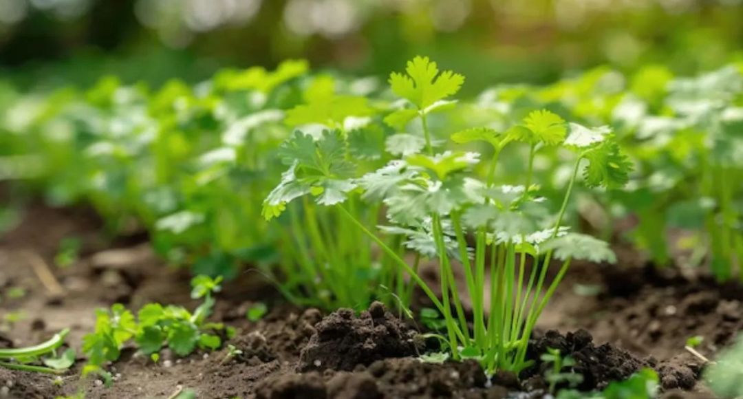 Summer Coriander Growing Tips