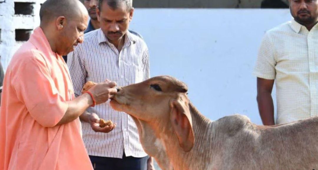 Cow Slaughter Action UP