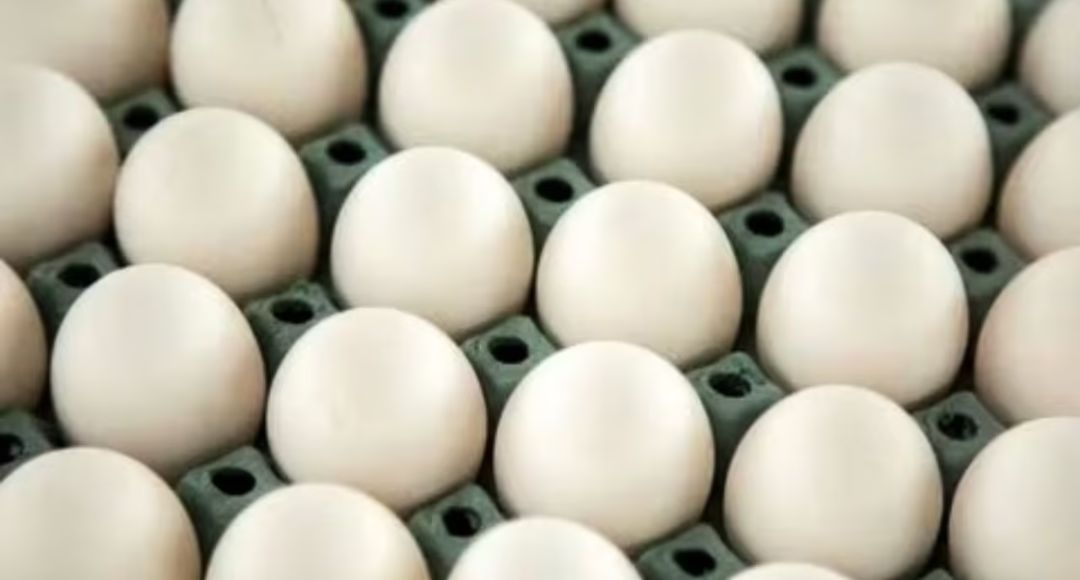 Egg Expiry Rule UP