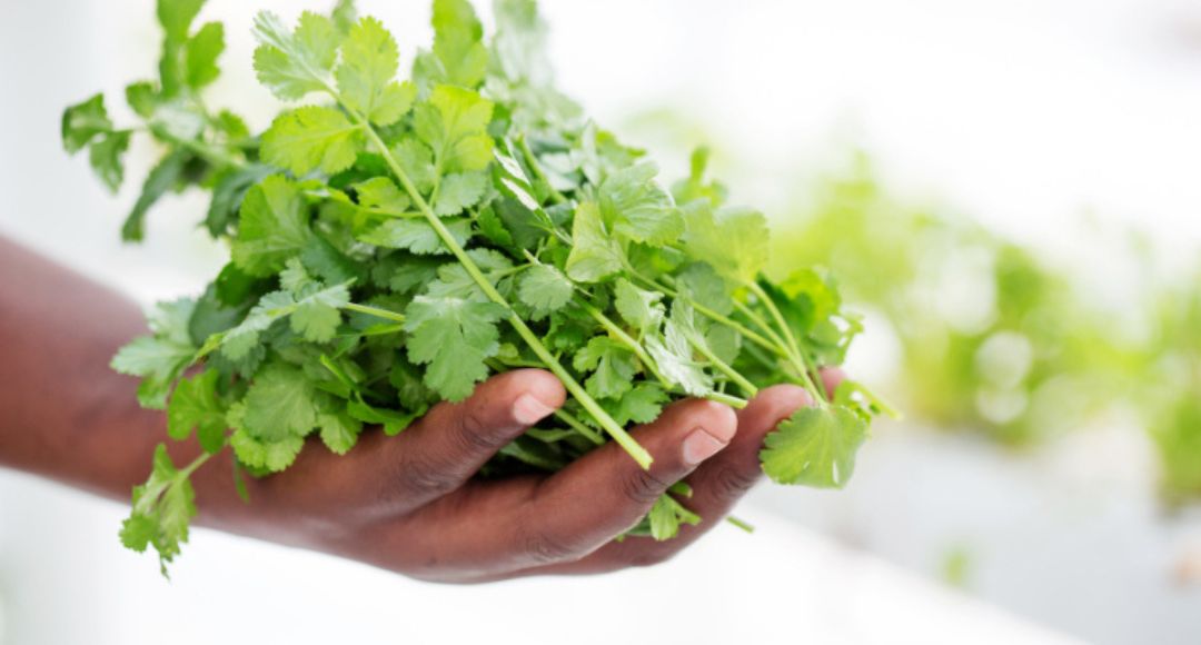Summer Coriander Growing Tips