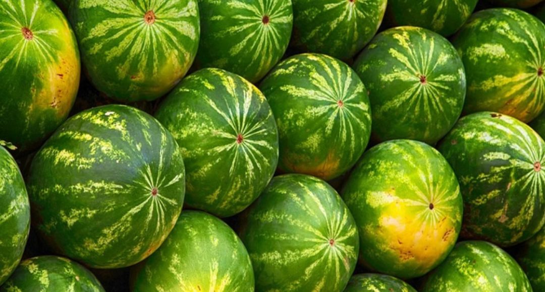 Watermelon Buying Tips India