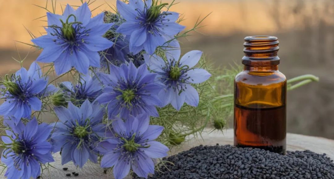 Nigella Seeds For Hair