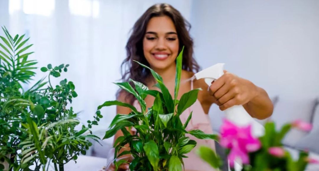 Summer Plant Care Tips