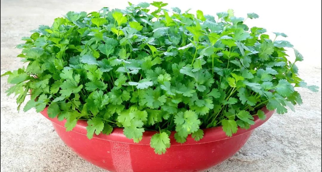Summer Coriander Growing Tips